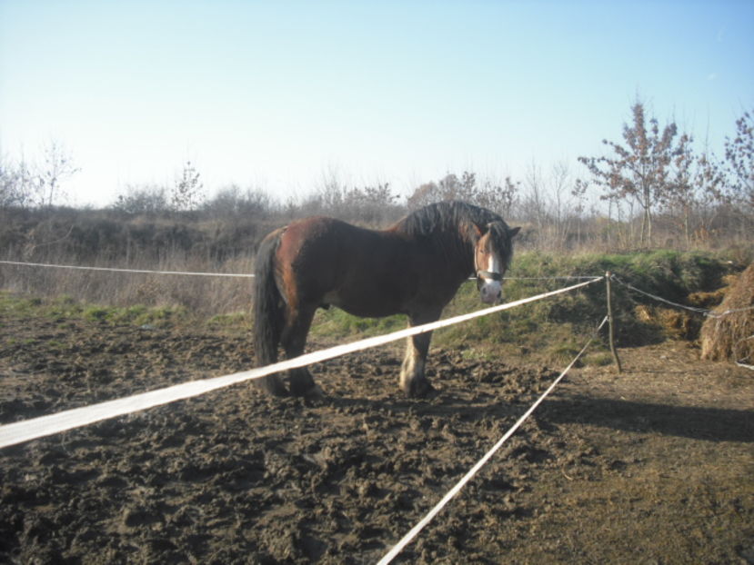 CIMG8035 - OMAL armasar-manz-Greu Polonez