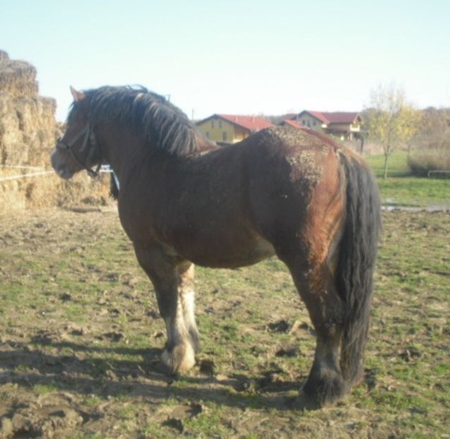 CIMG8043 - OMAL armasar-manz-Greu Polonez