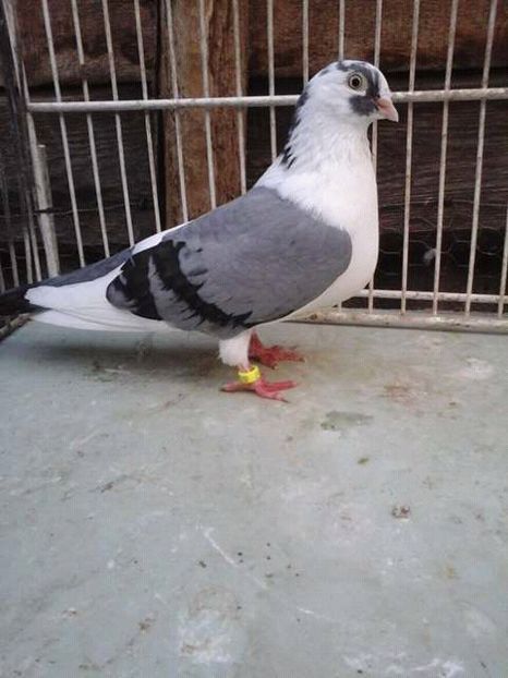 F - porumbei vanduti