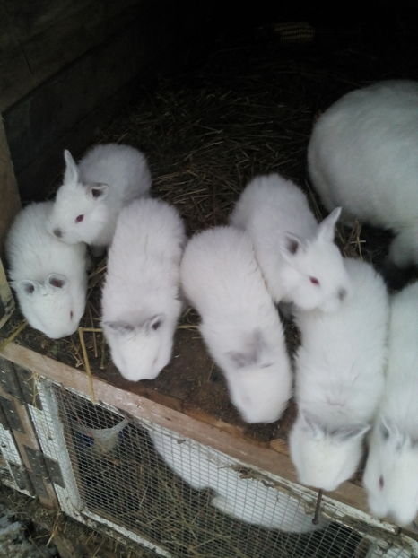  - VAND hibrizi F Californian montata cu M Neozeelandez