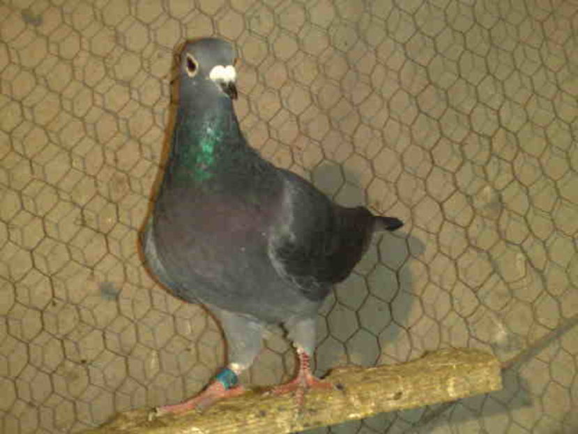 CADOU