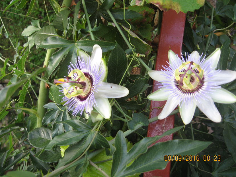 Picture 7174 - Passiflora caerulea