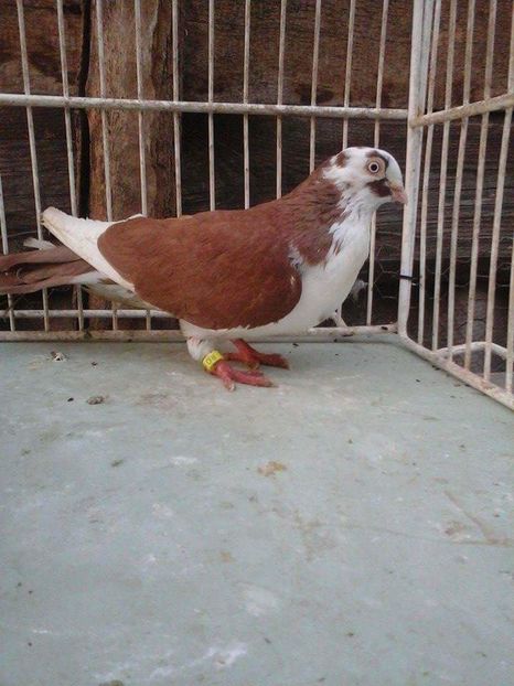 M - porumbei vanduti