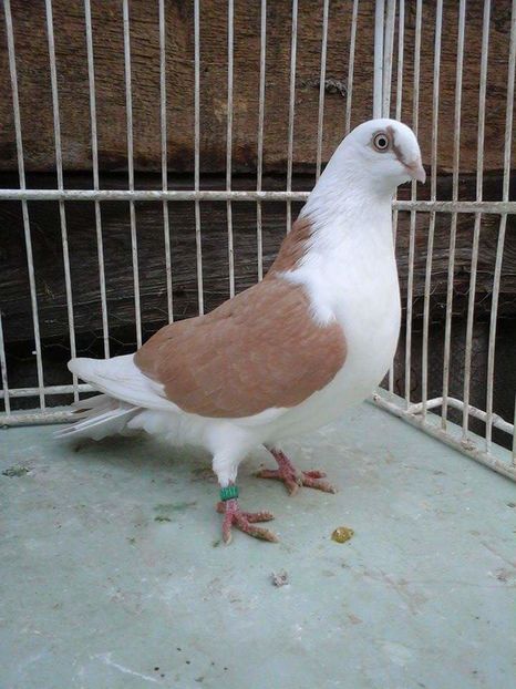 F - porumbei vanduti