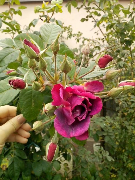 rhapsody in blue - 0 TRANDAFIRI 2016