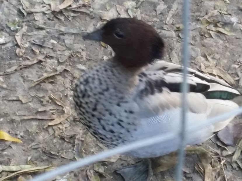 Mascul curios - gasca cu coama