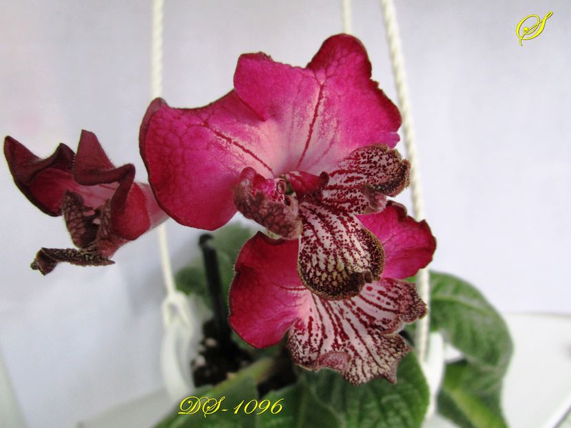 DS-1096 (22-11-2016) - Streptocarpusi 2016