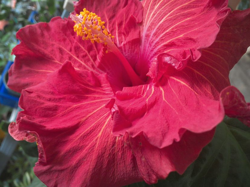 WIN_20161122_085551 - Tahitian Prince of Fire