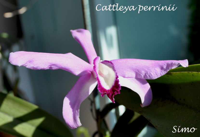  - Cattleya perinii
