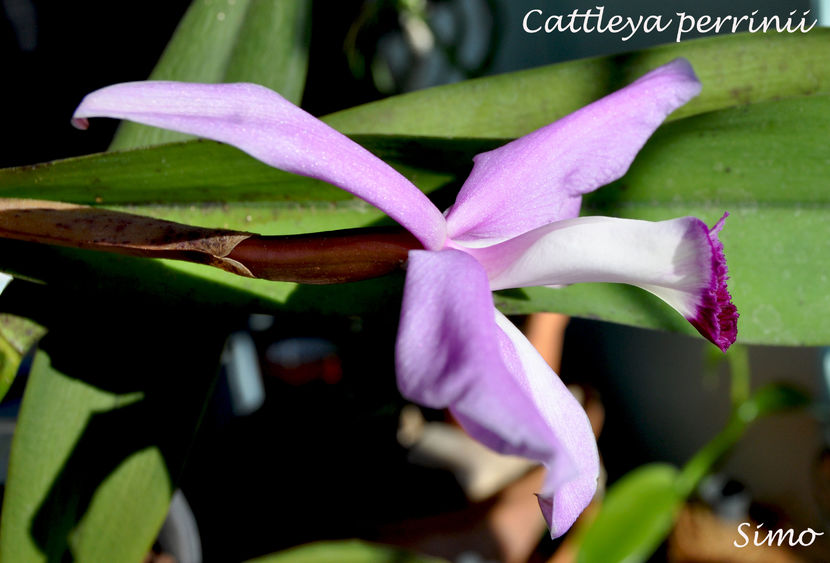  - Cattleya perinii