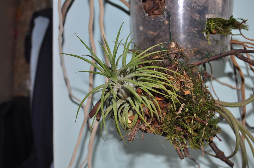 Tillandsia ionantha - Tillandsia