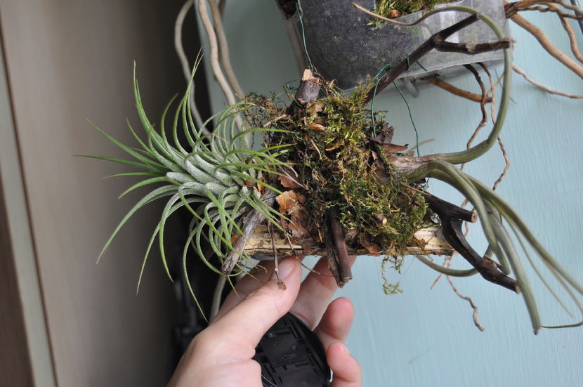 Tillandsia ionantha & bulbosa - Tillandsia