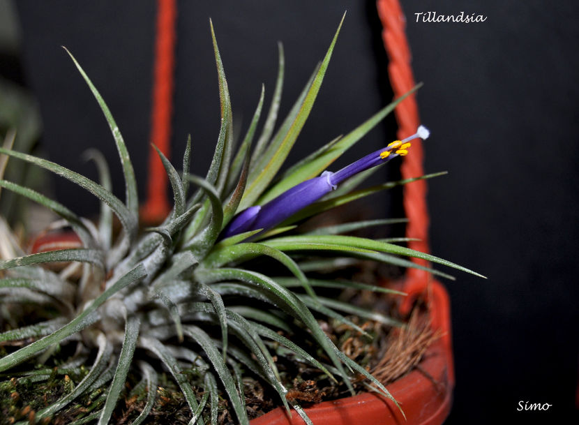  - Tillandsia