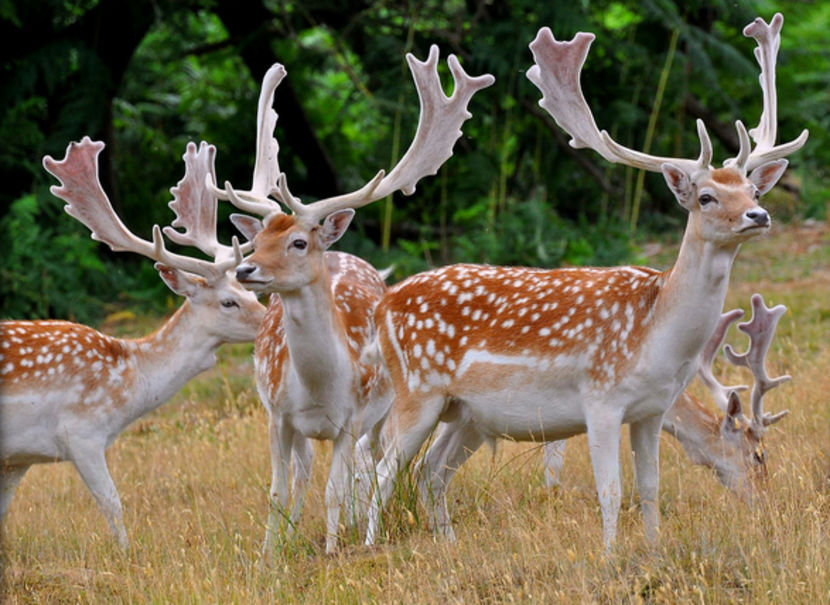 44C-Image Fallow Deer - Animale in lume