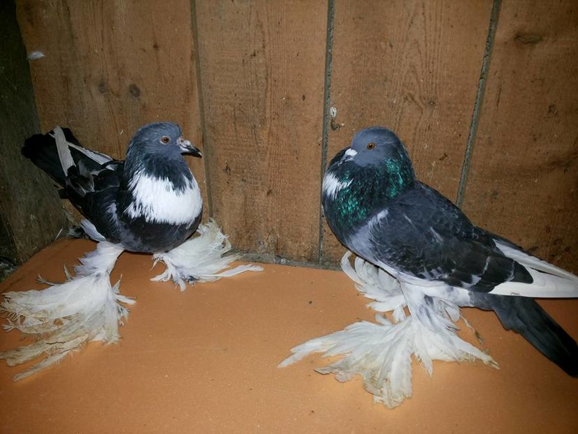 vânduți lui Noris Hurduc(GL) - Porumbei VÂNDUȚI