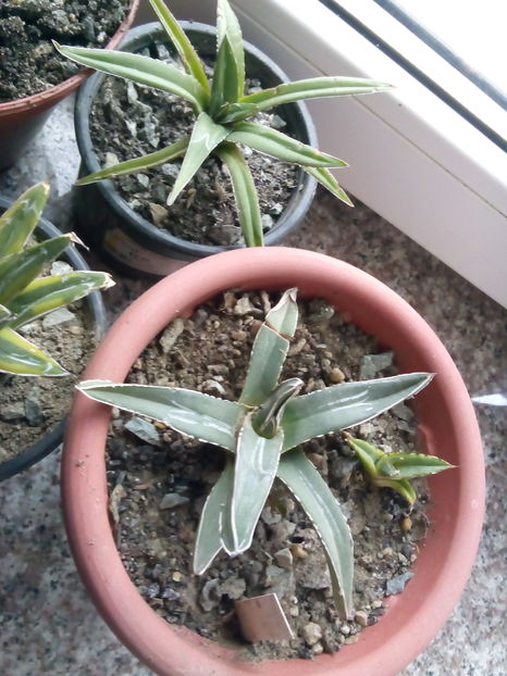  - Colectia mea de agave