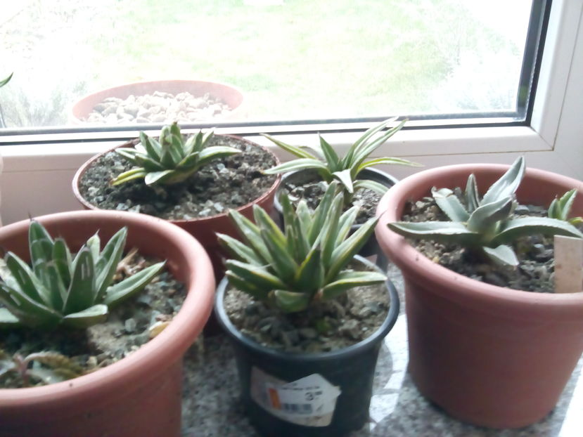  - Colectia mea de agave