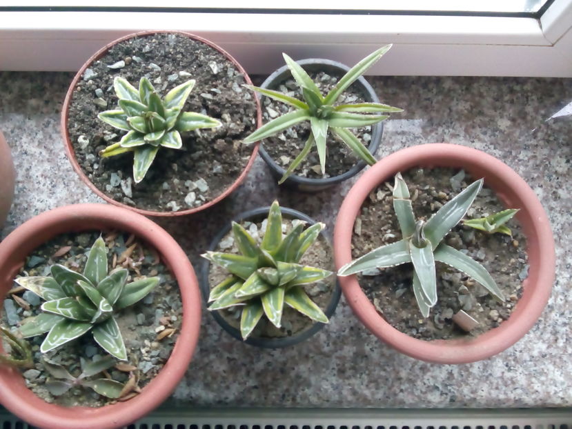 Victoria reginae 5 feluri - Colectia mea de agave