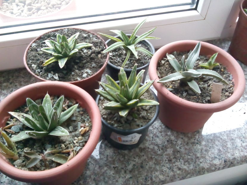  - Colectia mea de agave