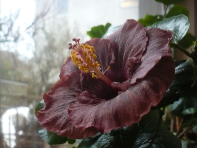 22.11.2016 - HIBISCUSI 2016-7