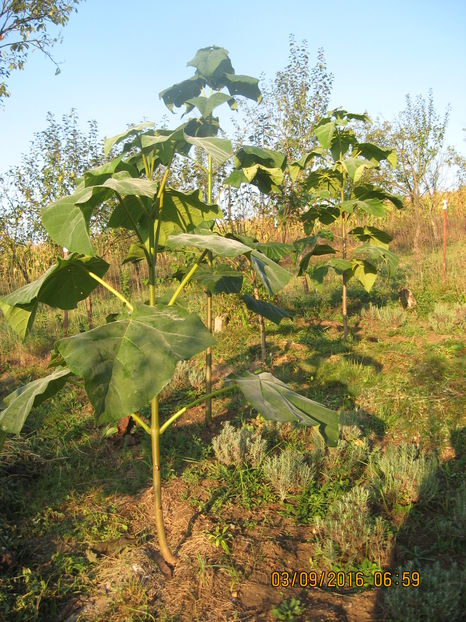 Picture 7140 - Paulownia Tomentosa 2014-2016