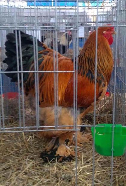 Campion Brahma Columbia galben-negru 2016