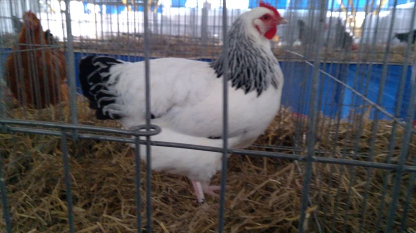 Femel%u0103 Sussex 95 pct.