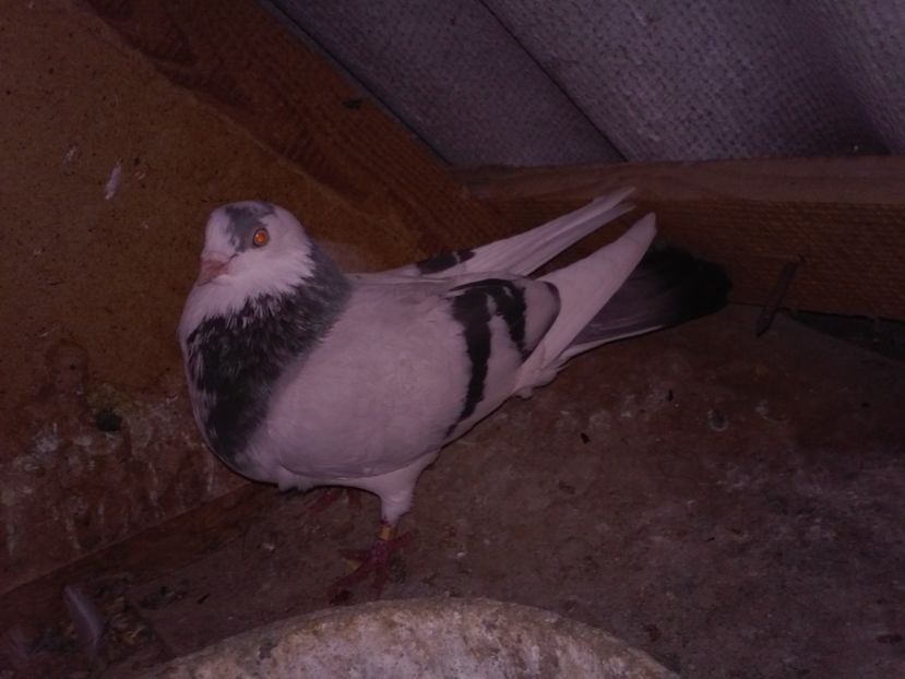 masc 2015 de la Vlad Hadarau