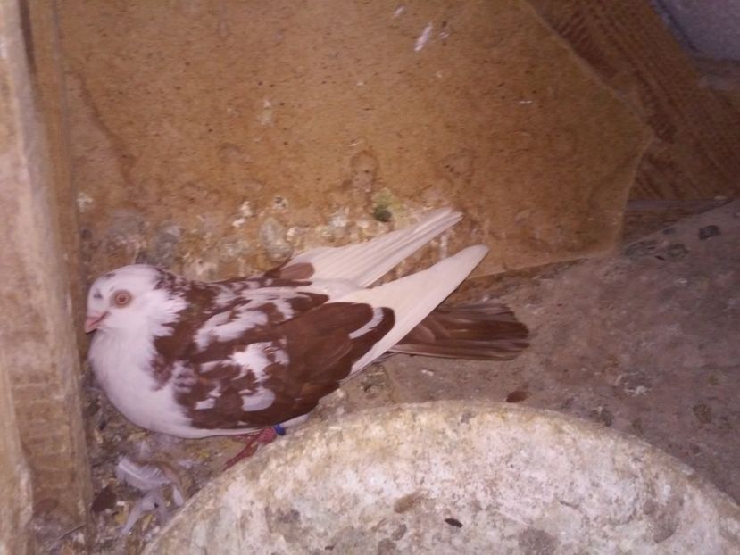 fem 2015 de la Costel Hotnogu Galati