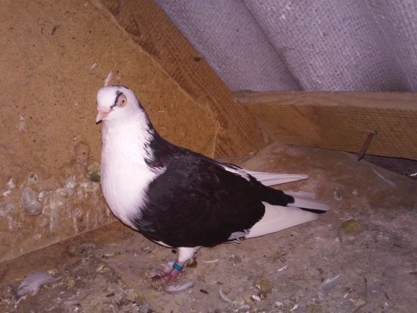 masc 2015 cadou de la Burian Bogdan