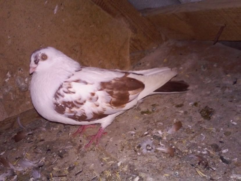 tineret 2016 cadou de la Costel Hotnogu Galati