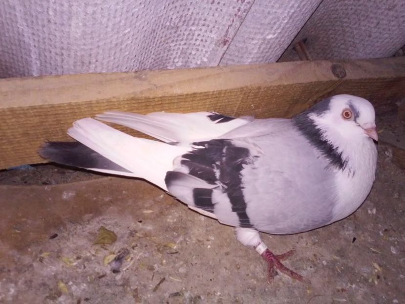 masc 2015 de la haty  vandut