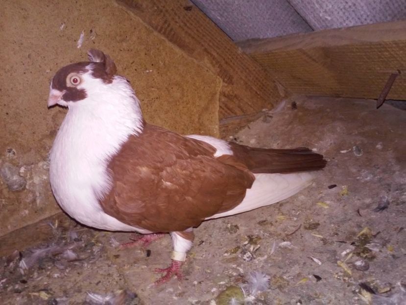 masc matca de la Gabriel Botezatu Bacau