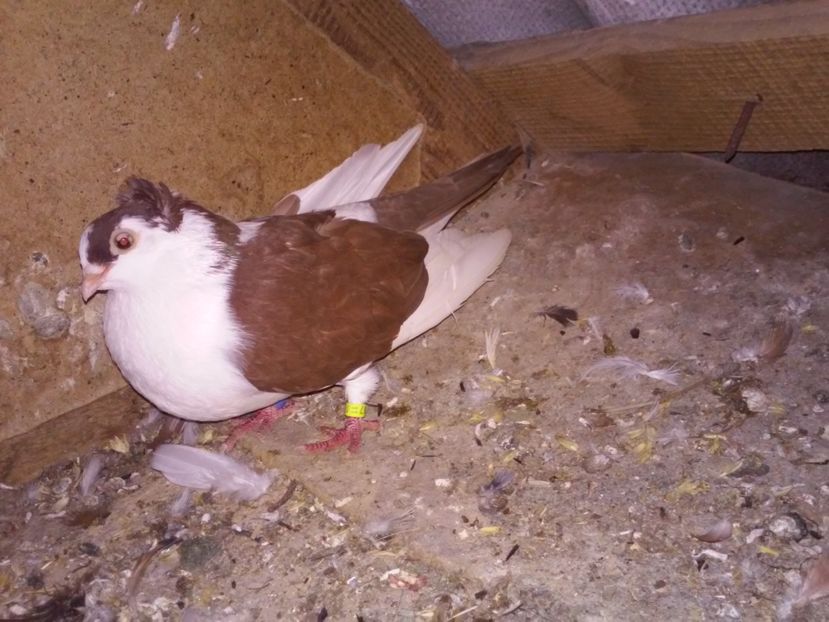 fem matca de la Gabriel Botezatu
