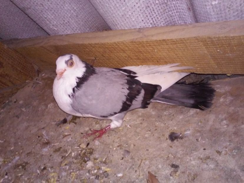 fem matca de la fetkanupor Tulcea