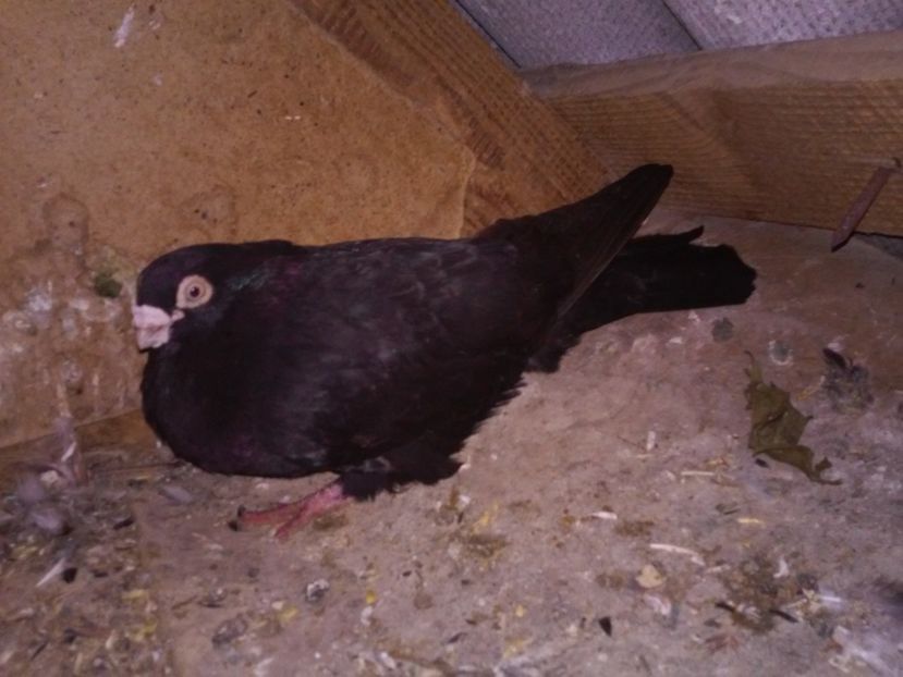 masc matca de la Gabriel Botezatu