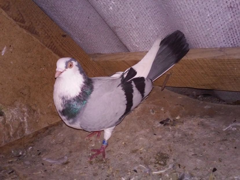 masc 2015 de la haty  vandut