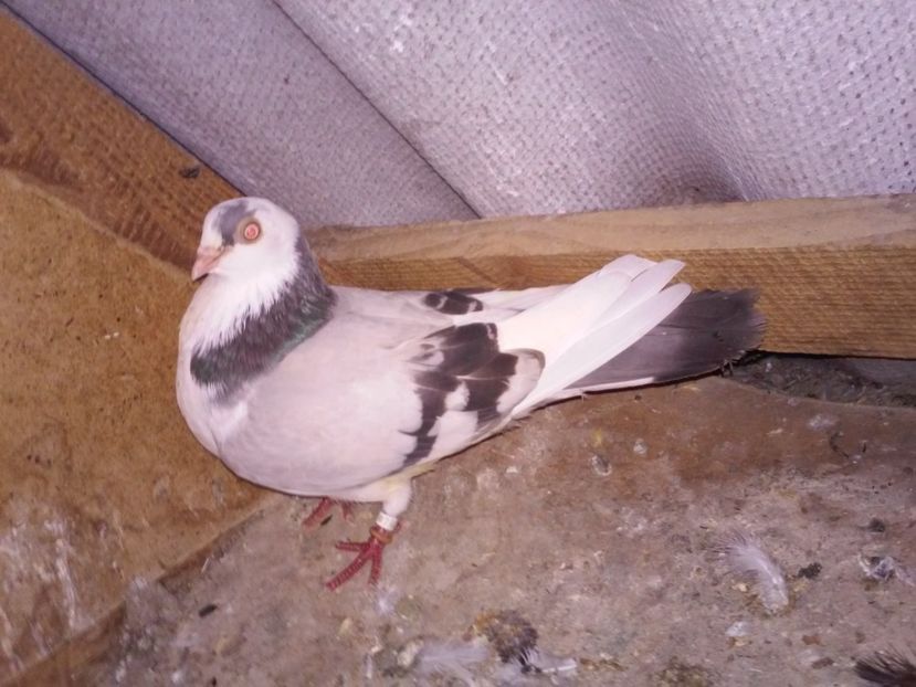 fem 2015 de la Vlad Hadarau