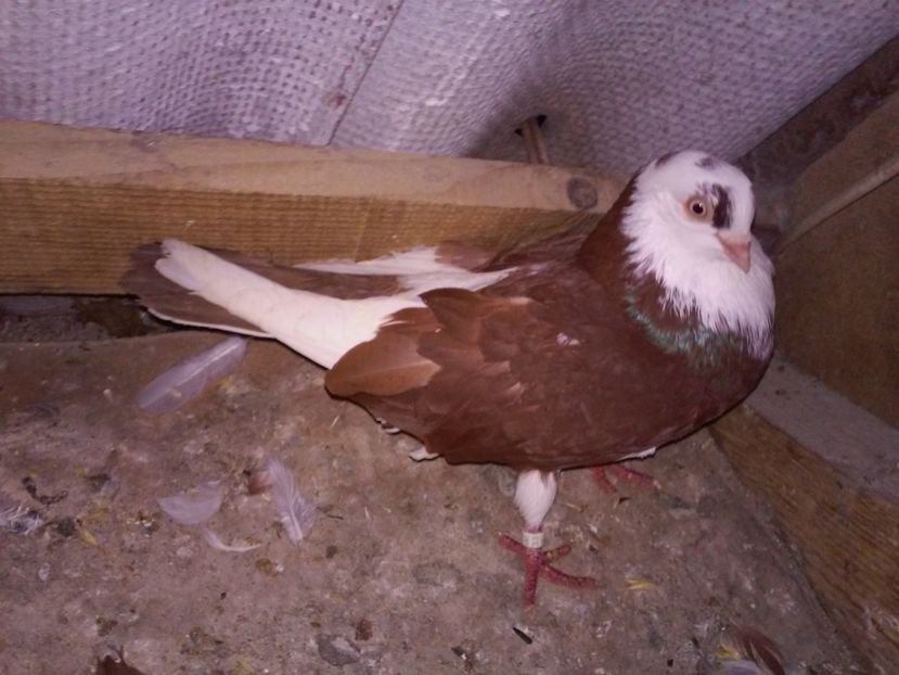 masc 2015 de la soponar