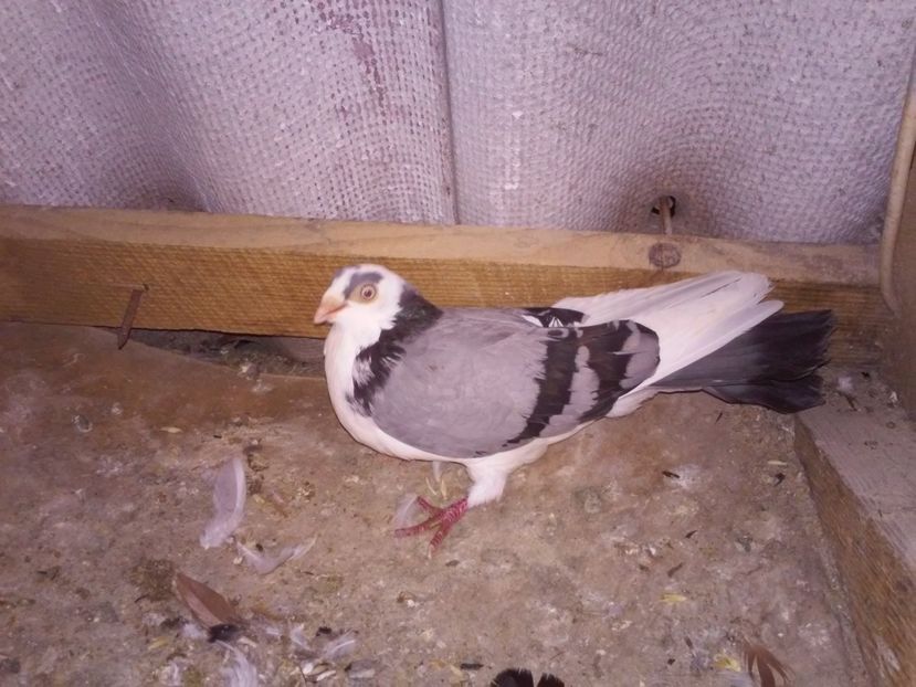 fem 2014 de la fetkanupor Tulcea