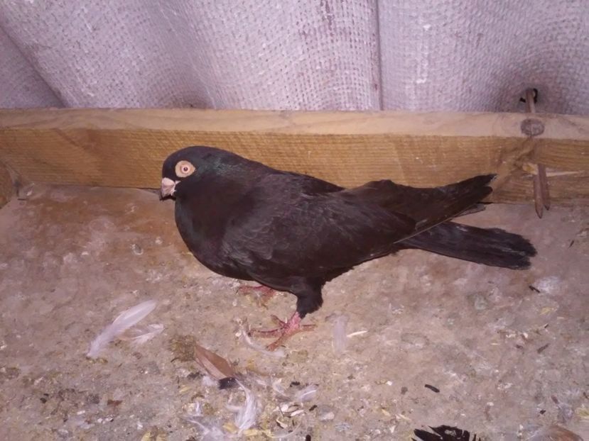 masc de la Costel Hotnogu