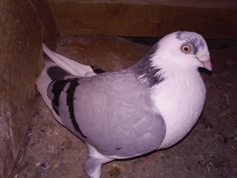 fem 2015 de la Vlad Hadarau