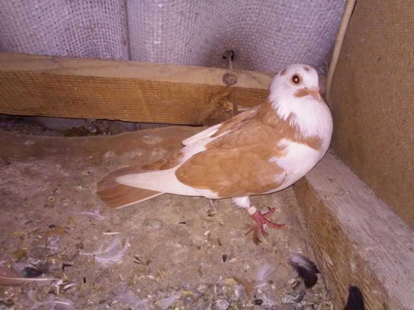 fem matca de la soponar