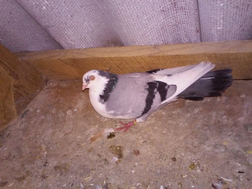 fem 2015 de la haty  vanduta