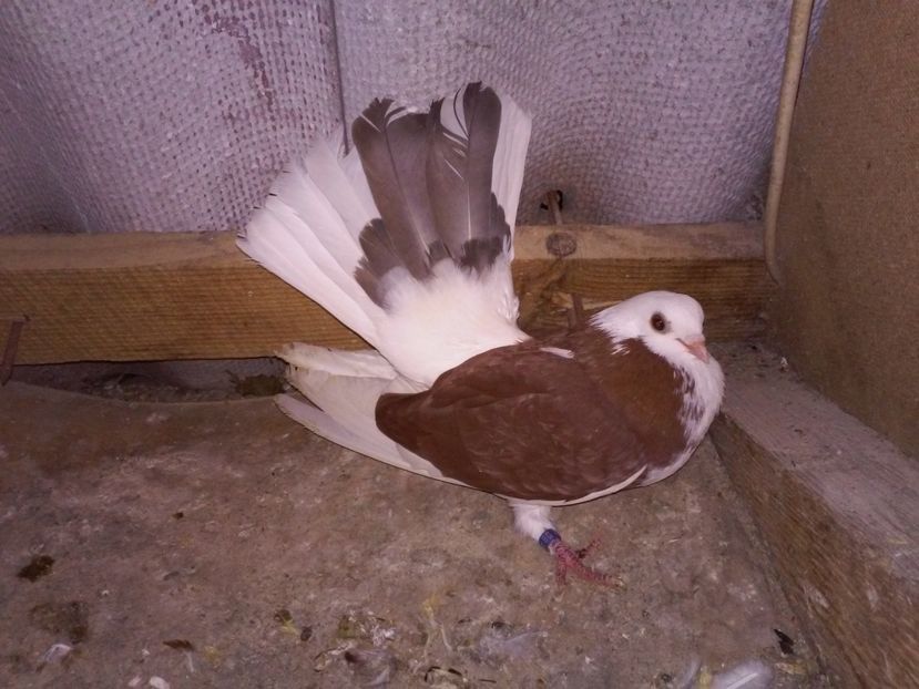 fem beloslatinskaia din BG Varna