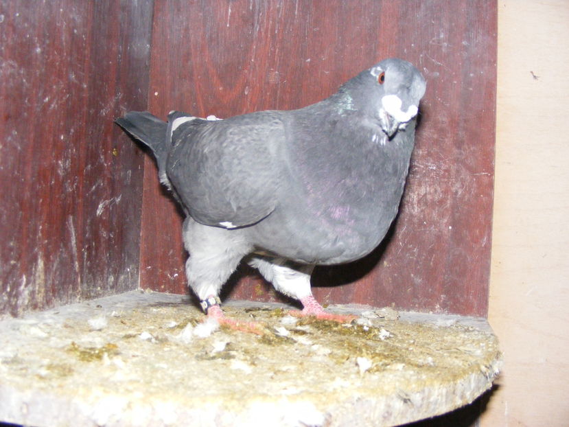 M 2016 vindut noi. 2016 - PORUMBEI VINDUTI