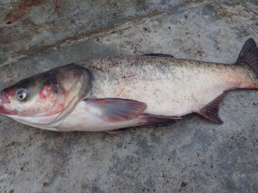 CIMG1428 - La pescuit si vanatoare