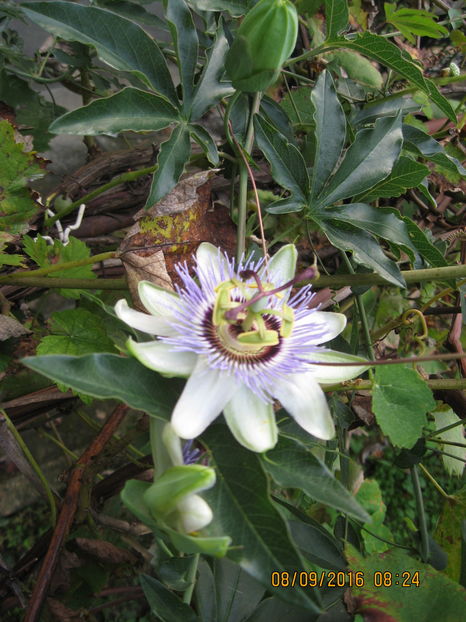 Picture 7175 - Passiflora caerulea