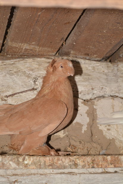 Femela C113 2014 - Jucatori de Botosani Galbeni