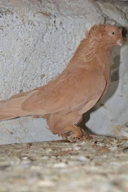 Femela C113 2014 - Jucatori de Botosani Galbeni